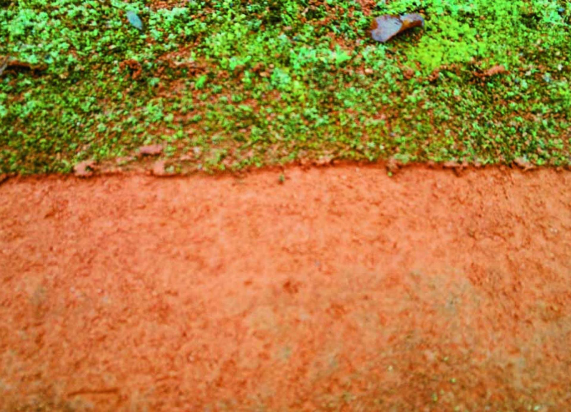 <i class='fas fa-angle-double-right'></i> Unwanted moss at the edge of your courts? A picture is often worth a thousand words!